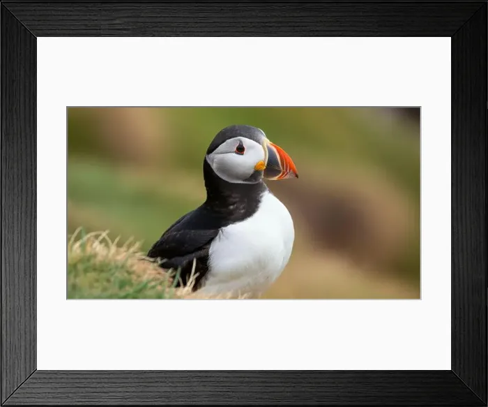 Framed Print : Atlantic puffin Iceland (Fratercula arctica) Framed Print : Atlantic puffin Iceland (Fratercula arctica)