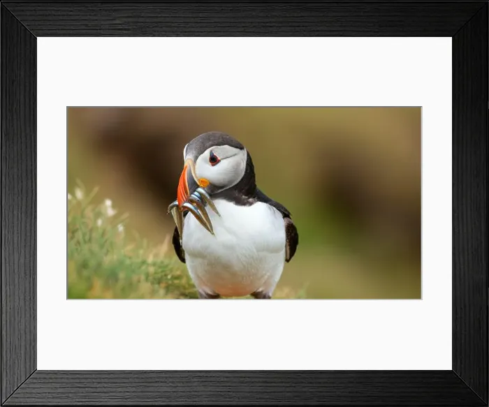 Framed Print : Atlantic puffin Iceland (Fratercula arctica) Framed Print : Atlantic puffin Iceland (Fratercula arctica)