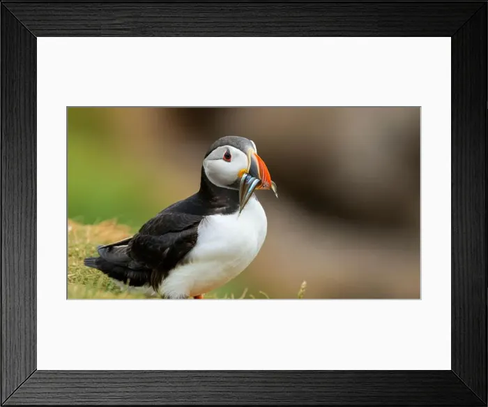Framed Print : Atlantic puffin Iceland (Fratercula arctica) Framed Print : Atlantic puffin Iceland (Fratercula arctica)