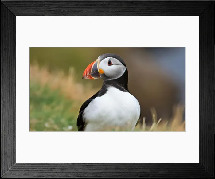 Framed Print : Atlantic puffin Iceland (Fratercula arctica)