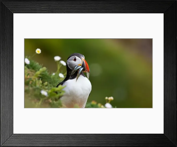Framed Print : Atlantic puffin Iceland (Fratercula arctica)