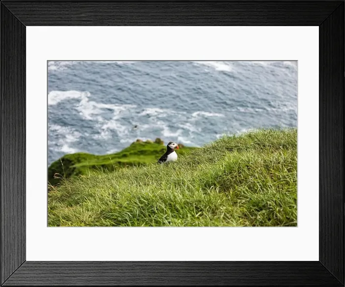 Framed Print : North Atlantic Fratercula arctica bird in profile portrait Touristic excursions Framed Print : North Atlantic Fratercula arctica bird in profile portrait Touristic excursions