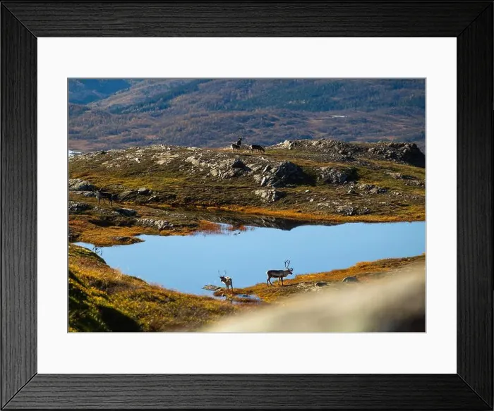 Framed Print : Beautiful wild adult reindeer at the mountain lake in Northern Norway. Seasonal scenery of Scandinavia Framed Print : Beautiful wild adult reindeer at the mountain lake in Northern Norway. Seasonal scenery of Scandinavia