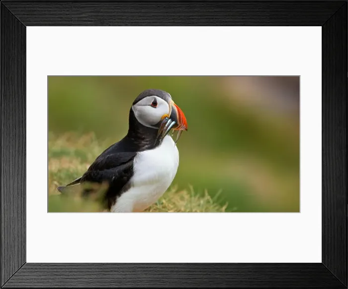Framed Print : Atlantic puffin Iceland (Fratercula arctica) Framed Print : Atlantic puffin Iceland (Fratercula arctica)