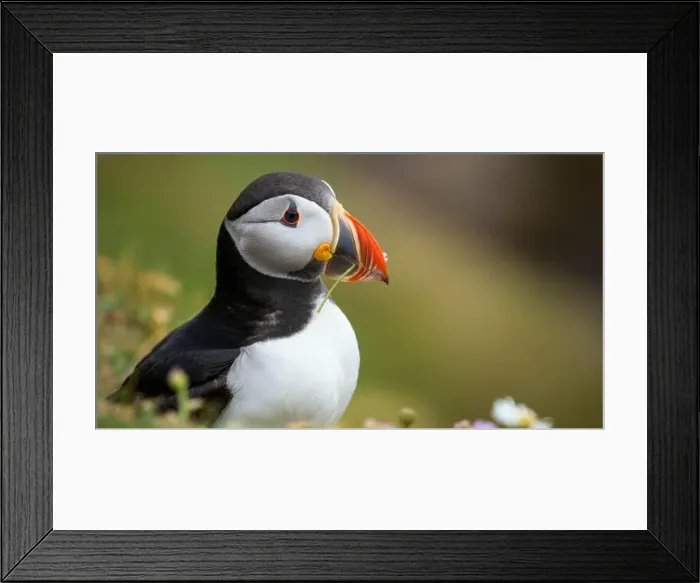 Framed Print : Atlantic puffin Iceland (Fratercula arctica) Framed Print : Atlantic puffin Iceland (Fratercula arctica)