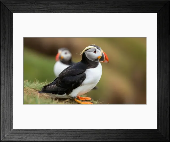 Framed Print : Atlantic puffin Iceland (Fratercula arctica) Framed Print : Atlantic puffin Iceland (Fratercula arctica)