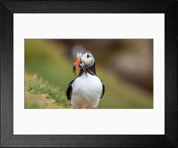 Framed Print : Atlantic puffin Iceland (Fratercula arctica) Framed Print : Atlantic puffin Iceland (Fratercula arctica)