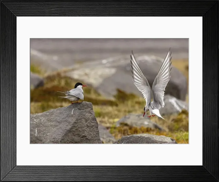 Framed Print : Arctic tern (Sterna paradisaea), Iceland, Europe Framed Print : Arctic tern (Sterna paradisaea), Iceland, Europe