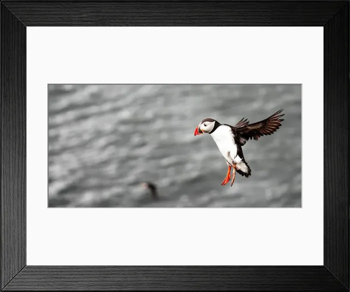 Framed Print : Puffins in Iceland Framed Print : Puffins in Iceland