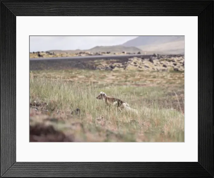Framed Print : Arctic fox next to the road in Iceland in the summertime Framed Print : Arctic fox next to the road in Iceland in the summertime