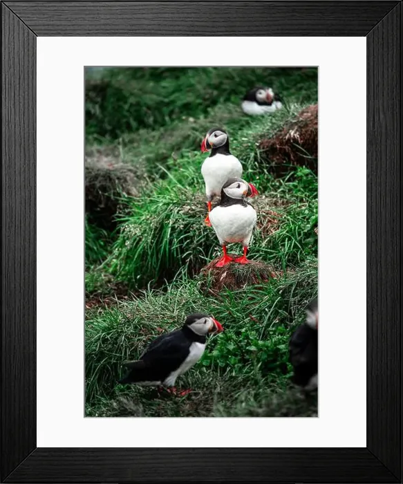 Framed Print : Puffins in Iceland Framed Print : Puffins in Iceland