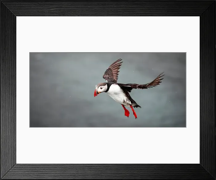 Framed Print : Puffins in Iceland Framed Print : Puffins in Iceland