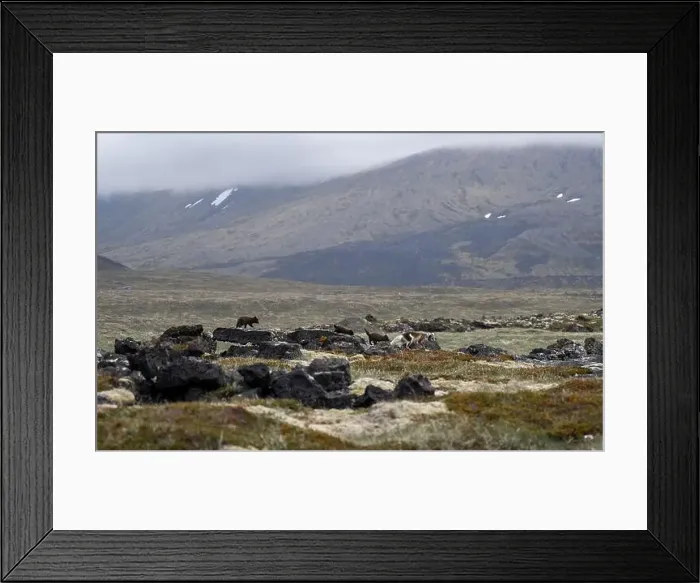 Framed Print : Arctic fox with her young puppies in Iceland Framed Print : Arctic fox with her young puppies in Iceland