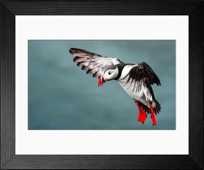 Framed Print : Puffins in Iceland Framed Print : Puffins in Iceland