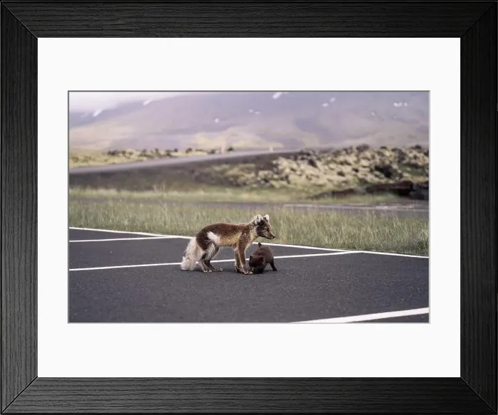 Framed Print : Arctic fox with her young puppy walking in a car park in Iceland Framed Print : Arctic fox with her young puppy walking in a car park in Iceland