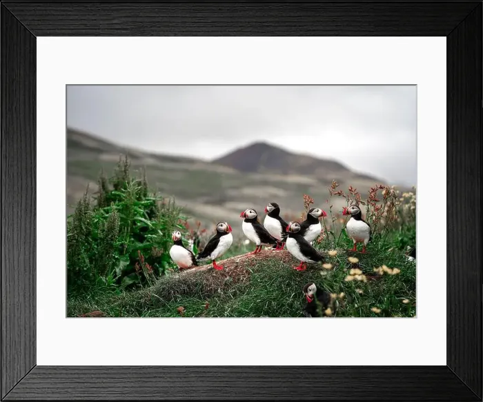 Framed Print : Puffins in Iceland Framed Print : Puffins in Iceland