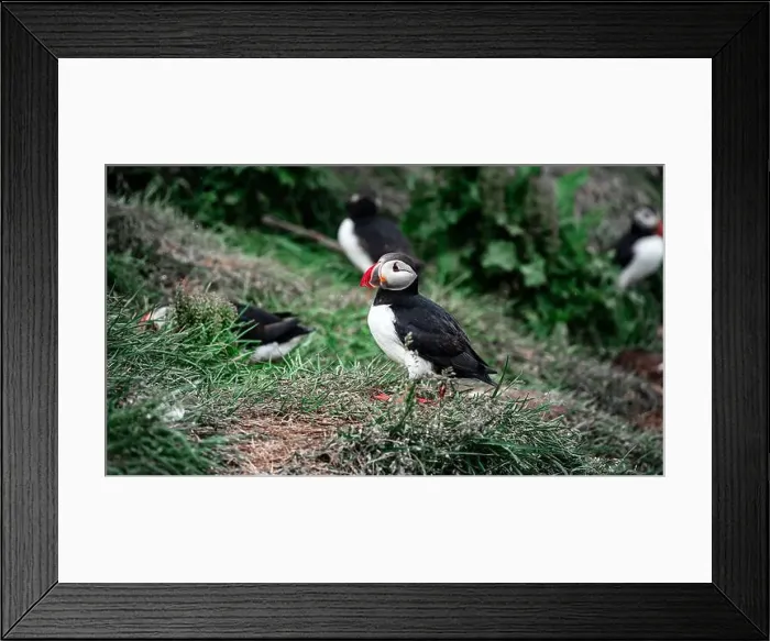 Framed Print : Puffins in Iceland Framed Print : Puffins in Iceland