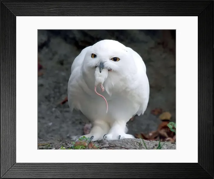 Framed Print : Snowy owl, polar owl, white owl, Arctic owl, Schnee-Eule, Harfang des neiges, Bubo scandiacus, hóbagoly, Zoo Framed Print : Snowy owl, polar owl, white owl, Arctic owl, Schnee-Eule, Harfang des neiges, Bubo scandiacus, hóbagoly, Zoo