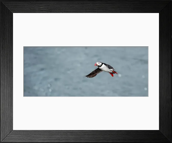 Framed Print : Puffins in Iceland Framed Print : Puffins in Iceland