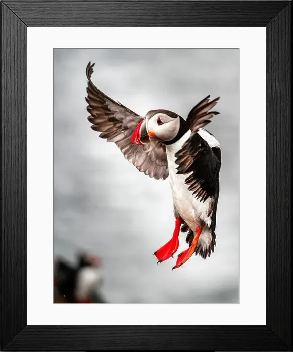 Framed Print : Puffins in Iceland Framed Print : Puffins in Iceland