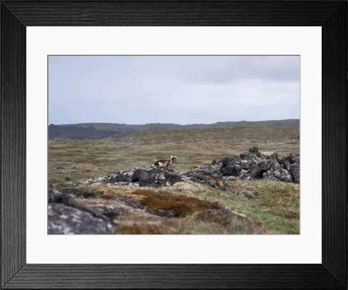 Framed Print : Arctic fox next to the road in Iceland in the summertime Framed Print : Arctic fox next to the road in Iceland in the summertime