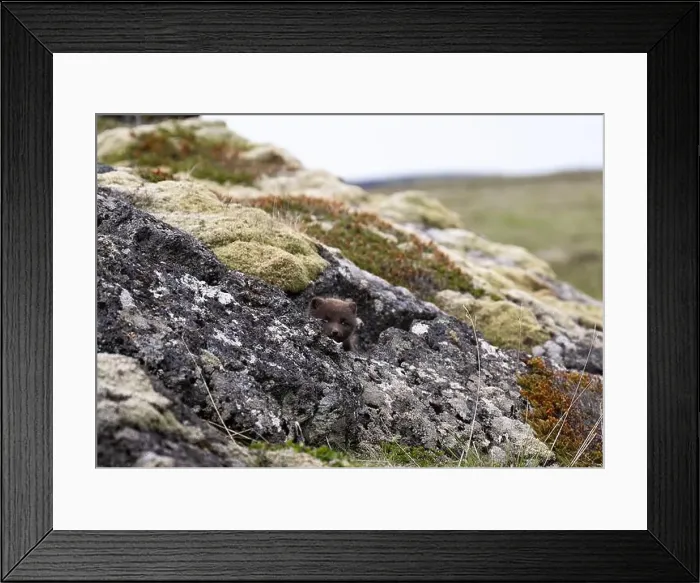 Framed Print : young puppy of Arctic fox in Iceland Framed Print : young puppy of Arctic fox in Iceland