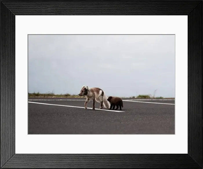 Framed Print : Arctic fox with her young puppy walking in a car park in Iceland Framed Print : Arctic fox with her young puppy walking in a car park in Iceland
