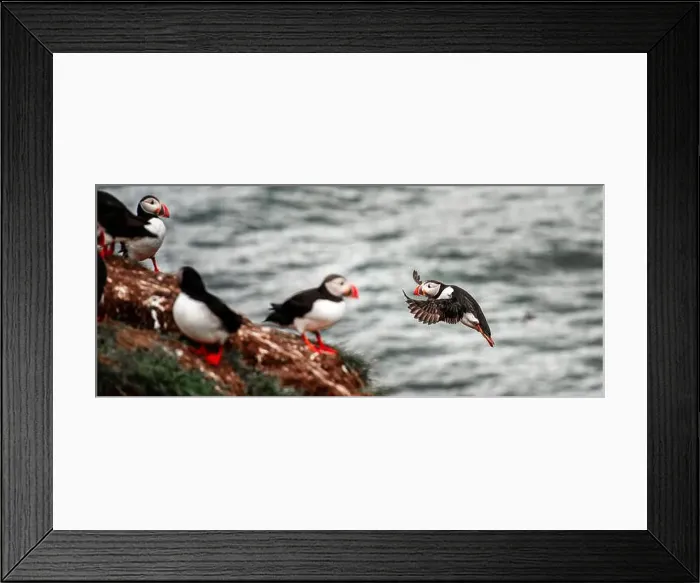 Framed Print : Puffins in Iceland Framed Print : Puffins in Iceland