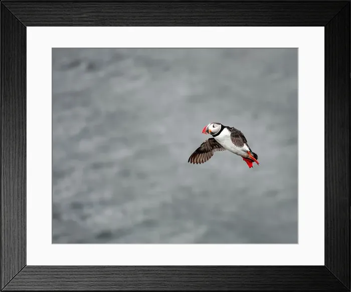 Framed Print : Puffins in Iceland Framed Print : Puffins in Iceland
