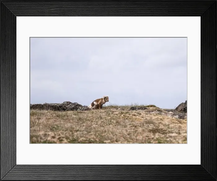 Framed Print : Arctic fox in Iceland in the summertime Framed Print : Arctic fox in Iceland in the summertime