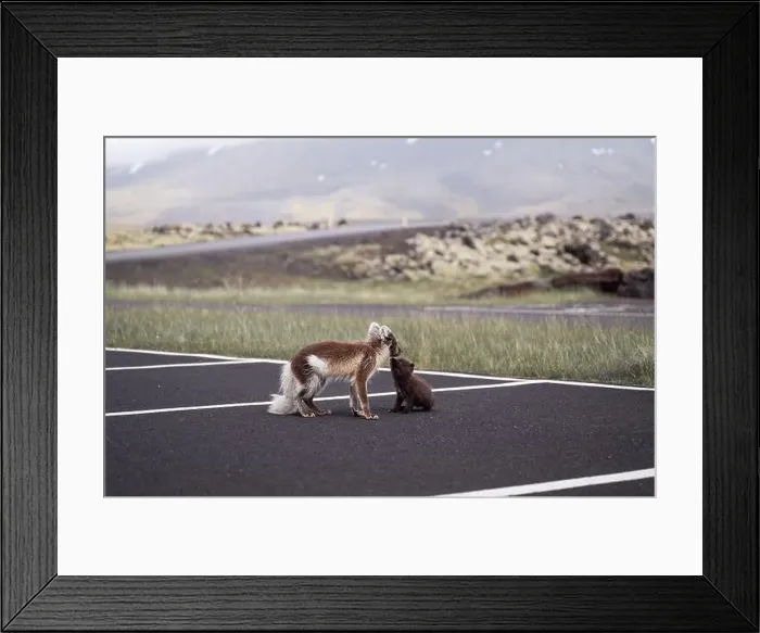 Framed Print : Arctic fox with her young puppy walking in a car park in Iceland Framed Print : Arctic fox with her young puppy walking in a car park in Iceland