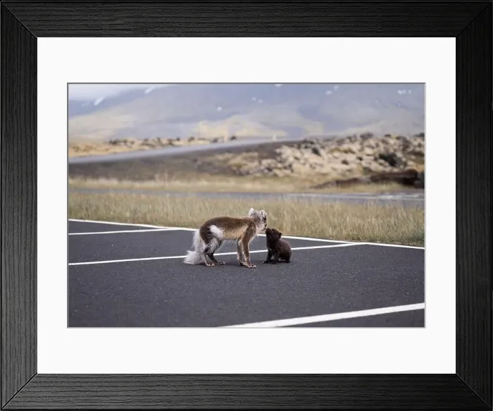 Framed Print : Arctic fox with her young puppy walking in a car park in Iceland Framed Print : Arctic fox with her young puppy walking in a car park in Iceland