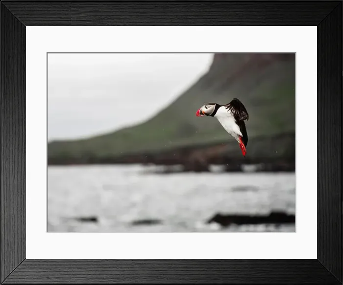 Framed Print : Puffins in Iceland Framed Print : Puffins in Iceland