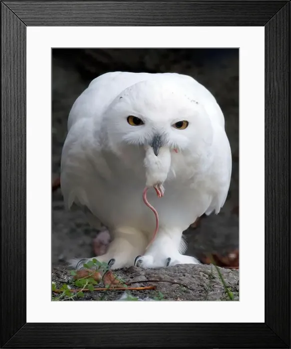 Framed Print : Snowy owl, polar owl, white owl, Arctic owl, Schnee-Eule, Harfang des neiges, Bubo scandiacus, hóbagoly, Zoo