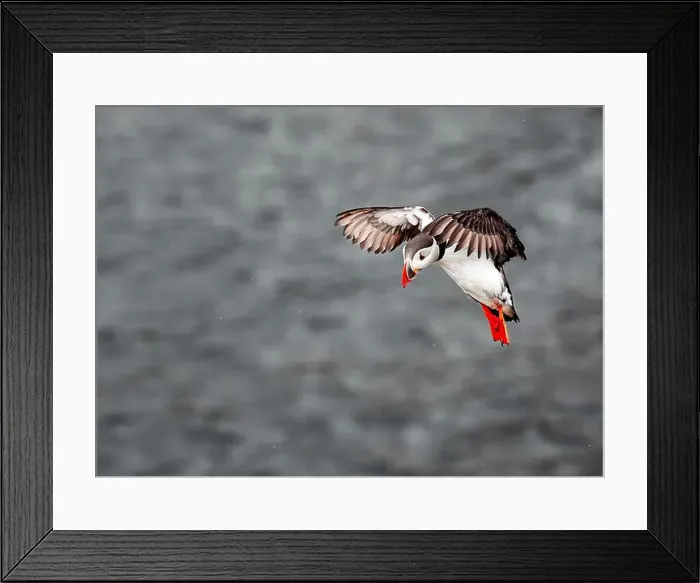 Framed Print : Puffins in Iceland Framed Print : Puffins in Iceland