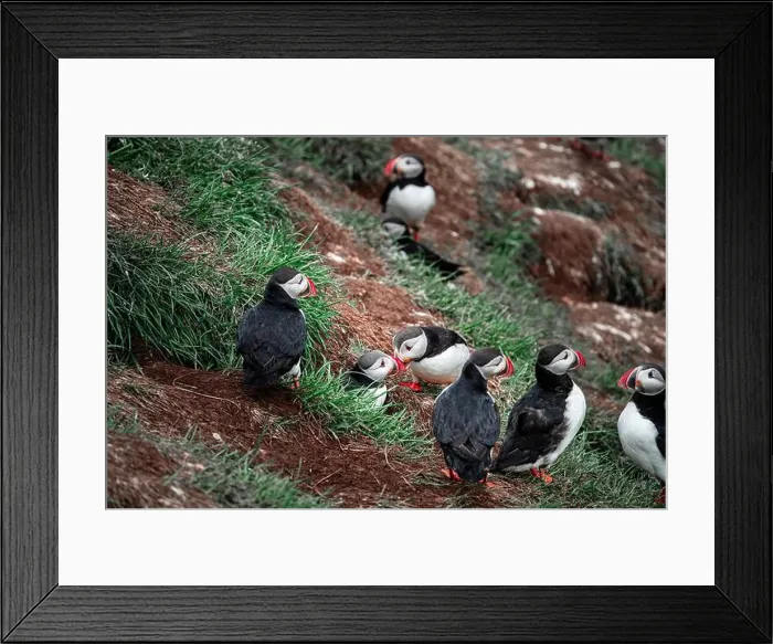 Framed Print : Puffins in Iceland Framed Print : Puffins in Iceland