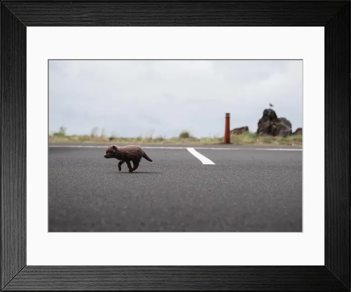 Framed Print : young puppy of Arctic fox walking in a car park in Iceland Framed Print : young puppy of Arctic fox walking in a car park in Iceland