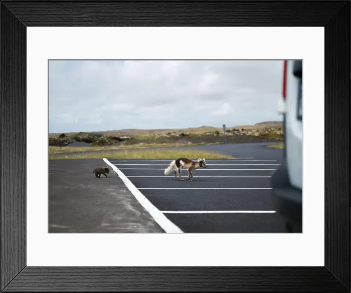 Framed Print : Arctic fox with her young puppy walking in a car park in Iceland Framed Print : Arctic fox with her young puppy walking in a car park in Iceland