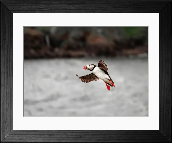 Framed Print : Puffins in Iceland Framed Print : Puffins in Iceland