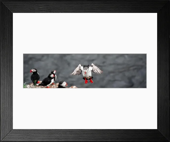 Framed Print : Puffins in Iceland Framed Print : Puffins in Iceland