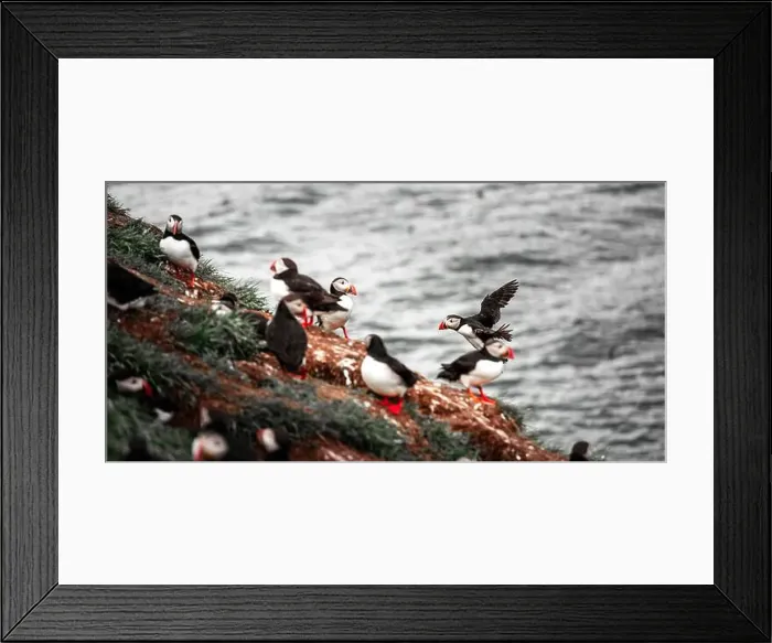Framed Print : Puffins in Iceland Framed Print : Puffins in Iceland