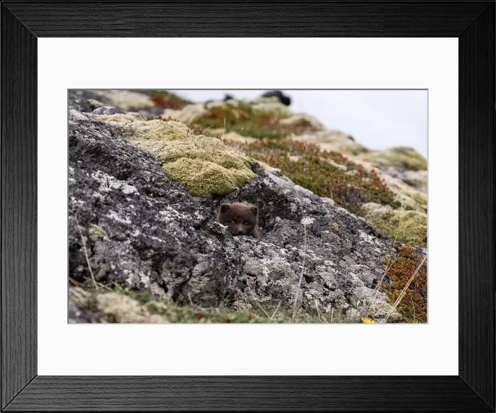Framed Print : young puppy of Arctic fox in Iceland Framed Print : young puppy of Arctic fox in Iceland