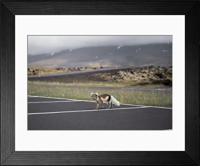 Framed Print : Arctic fox walking in a car park in Iceland Framed Print : Arctic fox walking in a car park in Iceland