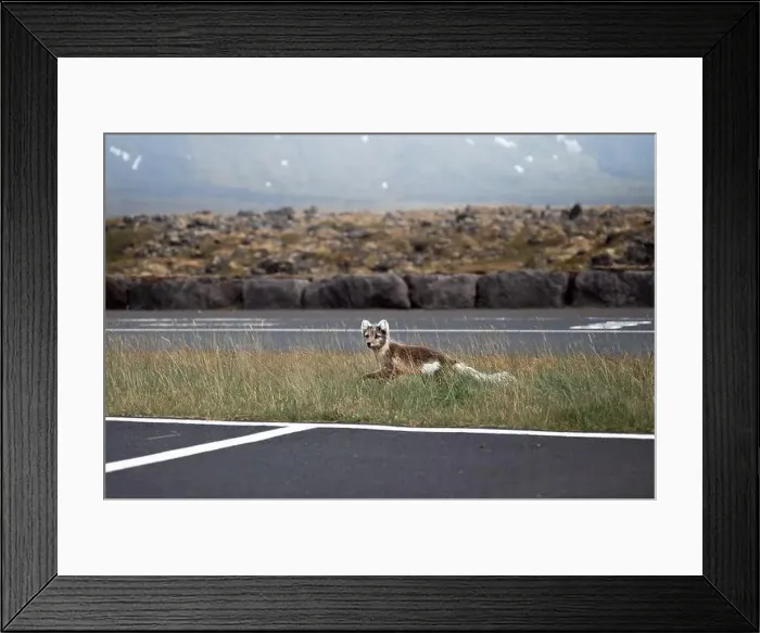 Framed Print : Arctic fox walking in a car park in Iceland Framed Print : Arctic fox walking in a car park in Iceland