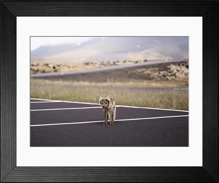 Framed Print : Arctic fox walking in a car park in Iceland Framed Print : Arctic fox walking in a car park in Iceland