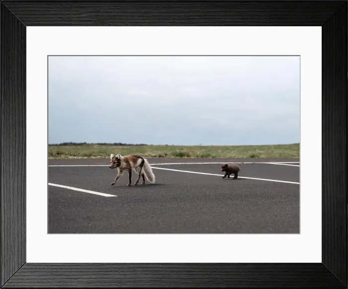Framed Print : Arctic fox with her young puppy walking in a car park in Iceland Framed Print : Arctic fox with her young puppy walking in a car park in Iceland