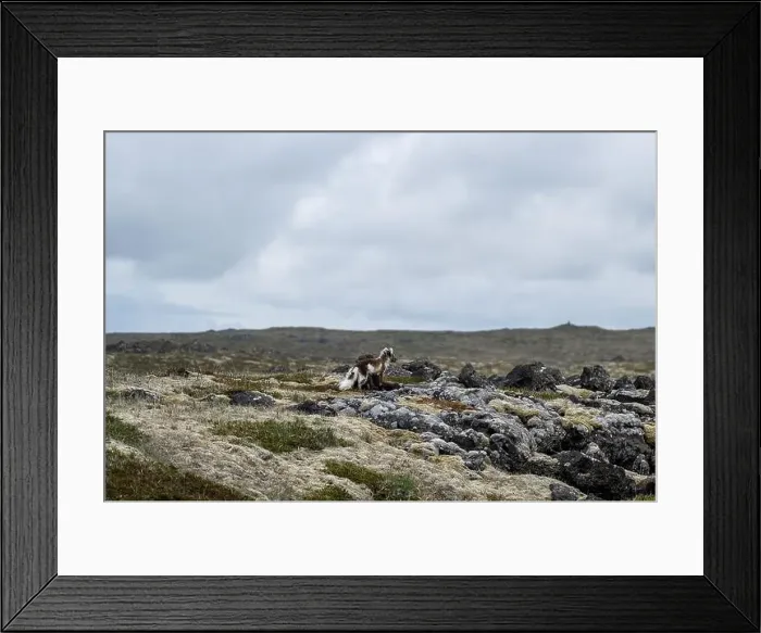 Framed Print : Arctic fox in Iceland in the summertime Framed Print : Arctic fox in Iceland in the summertime