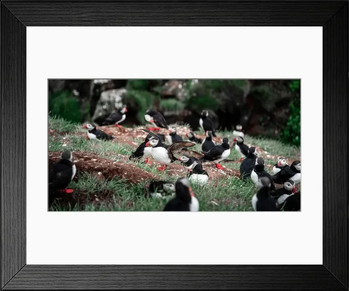 Framed Print : Puffins in Iceland Framed Print : Puffins in Iceland