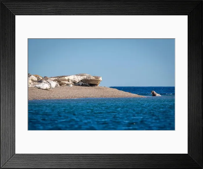 Framed Print : visiting a colony with walruses at Torellneset on Nordaustlandet on Svalbard, Norway Framed Print : visiting a colony with walruses at Torellneset on Nordaustlandet on Svalbard, Norway