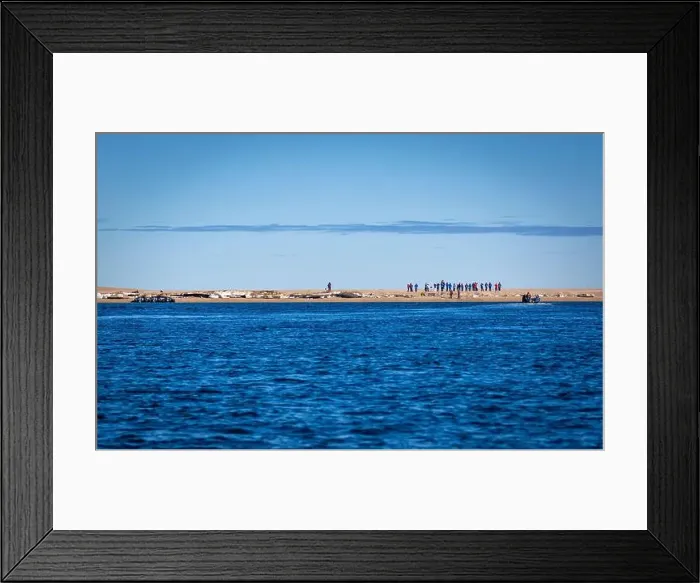 Framed Print : visiting a colony with walruses at Torellneset on Nordaustlandet on Svalbard, Norway Framed Print : visiting a colony with walruses at Torellneset on Nordaustlandet on Svalbard, Norway